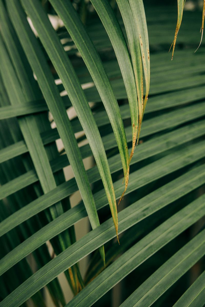 Palmbladeren